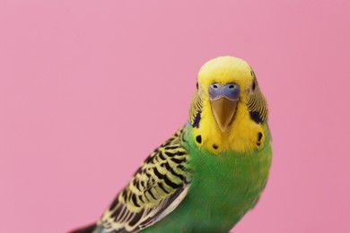 Photo of Beautiful parrot on pink background, space for text. Exotic pet