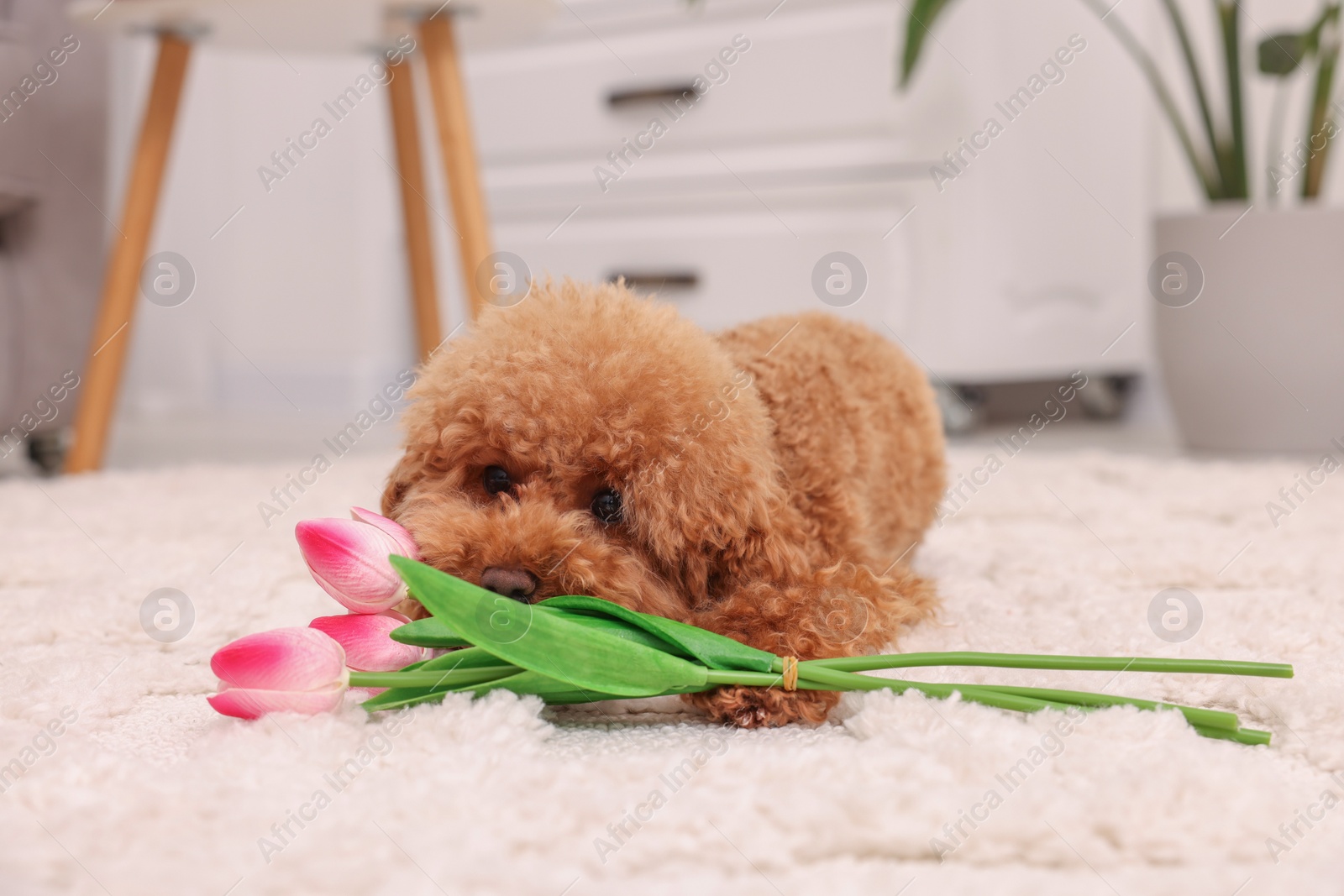 Photo of Cute Maltipoo dog with bouquet of beautiful tulips at home. Lovely pet