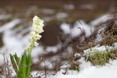 Photo of Beautiful white blooming hyacinth growing outdoors, space for text. First spring flower