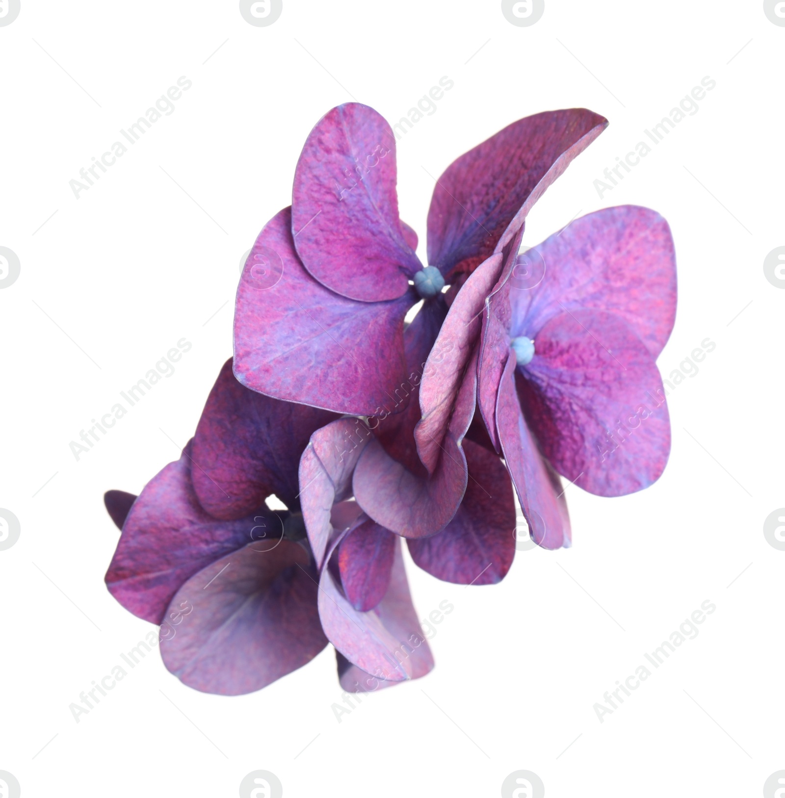 Photo of Beautiful violet hortensia plant florets on white background