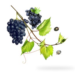 Image of Fresh grapes and vine in air on white background