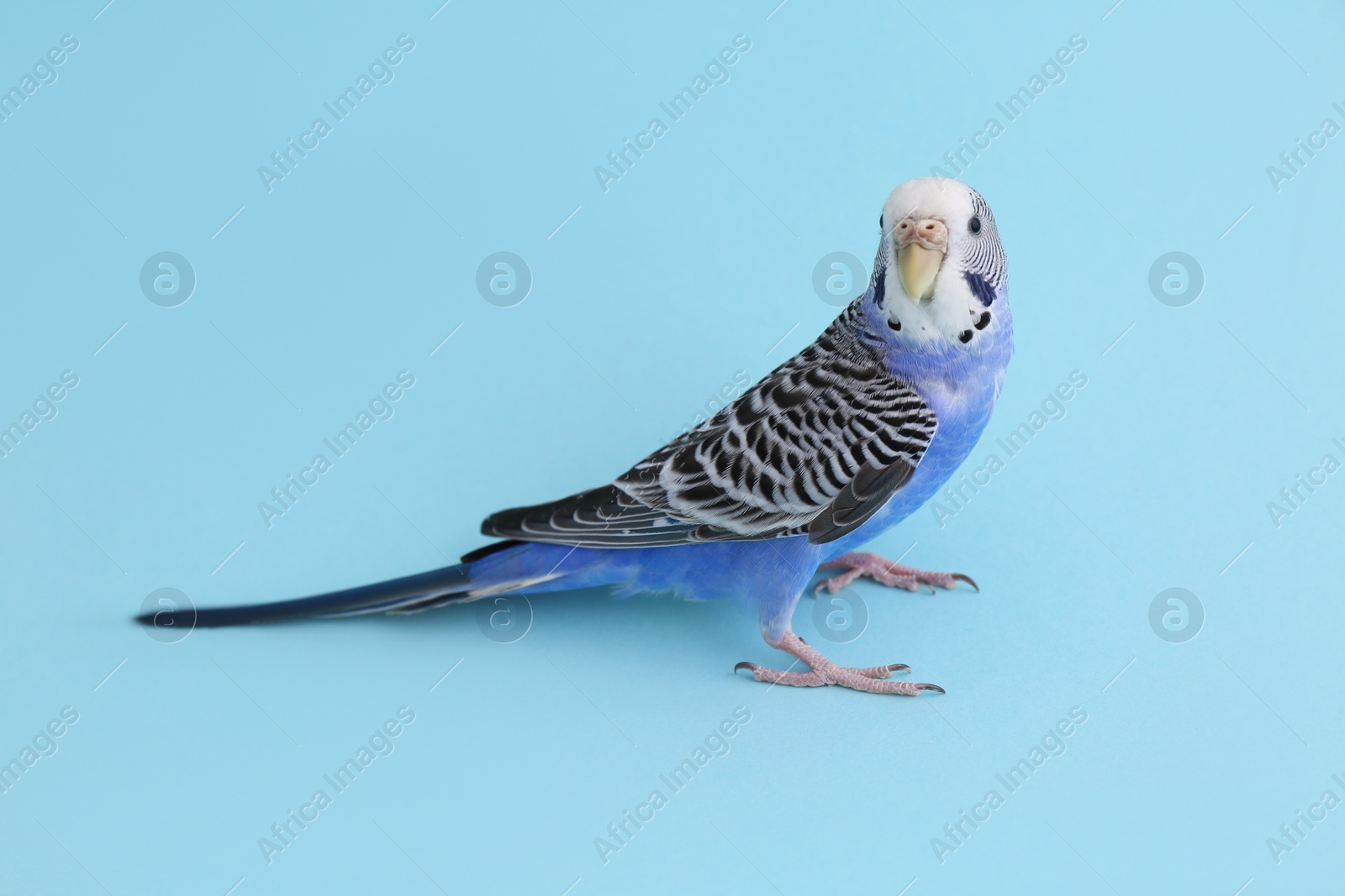 Photo of Beautiful parrot on light blue background. Exotic pet