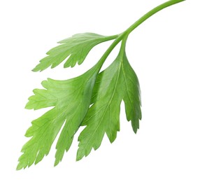 Photo of Sprig of fresh green parsley leaves isolated on white