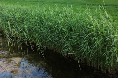 Photo of View of channel with green reeds outdoors