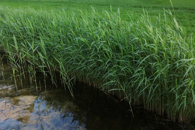 View of channel with green reeds outdoors