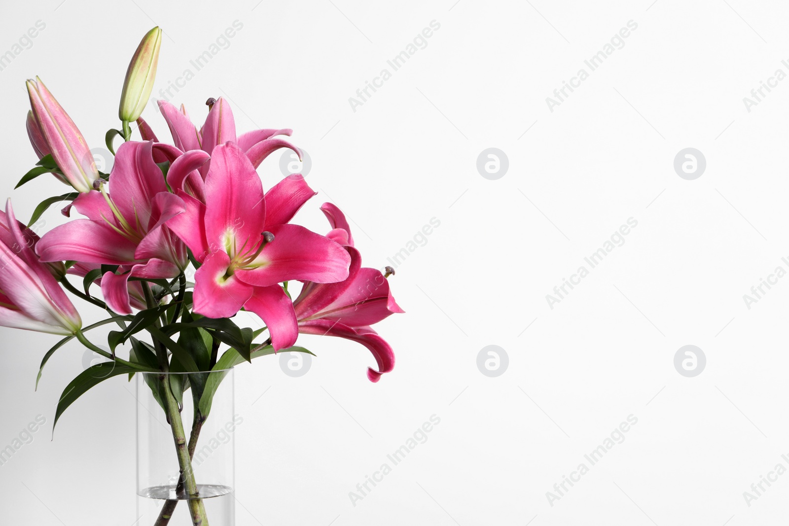 Photo of Beautiful pink lily flowers in vase on white background, space for text