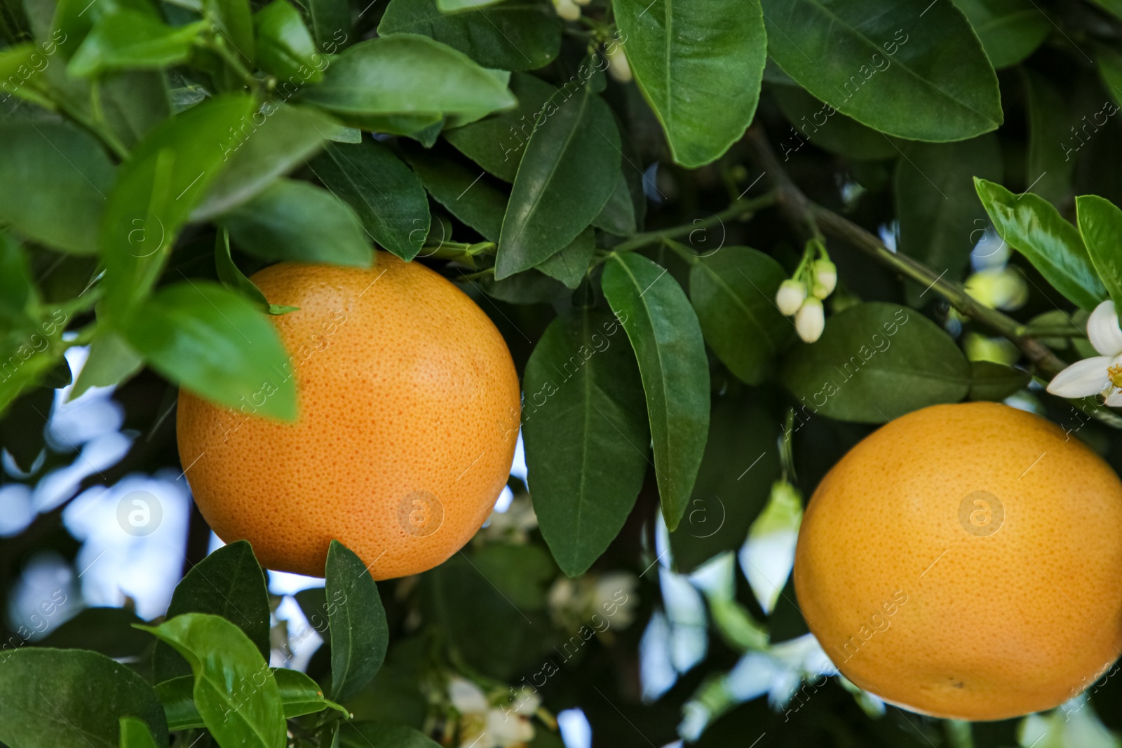 Photo of Ripening grapefruits growing on tree in garden