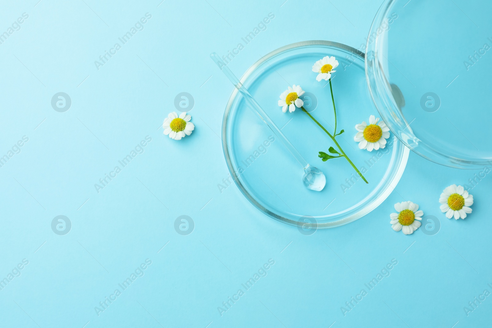 Photo of Petri dishes with chamomile flowers and glass stirring rod on light blue background, top view. Space for text