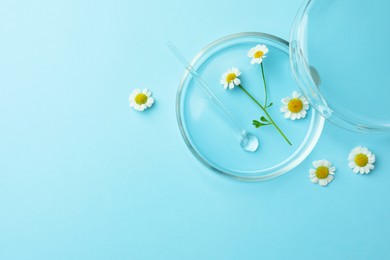 Photo of Petri dishes with chamomile flowers and glass stirring rod on light blue background, top view. Space for text