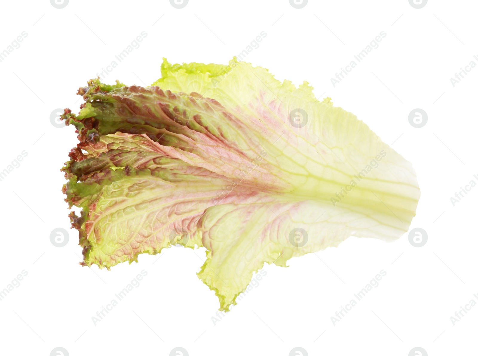 Photo of Leaf of fresh red coral lettuce isolated on white