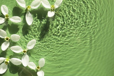 Beautiful flowers in water on green background, top view. Space for text