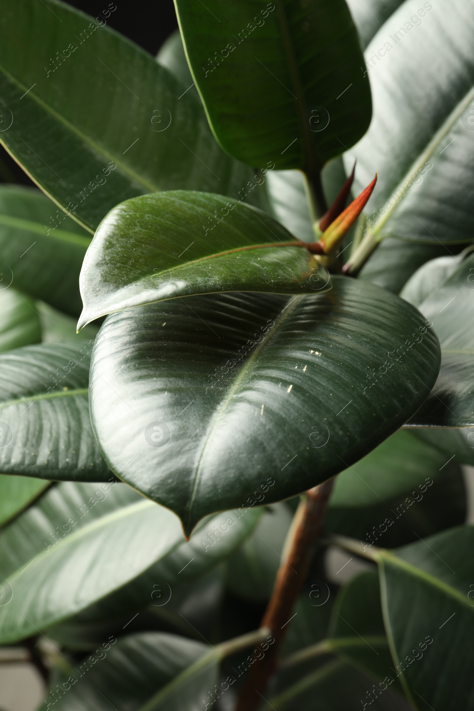 Photo of Ficus with lush leaves, closeup. Tropical plant