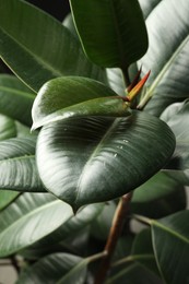 Ficus with lush leaves, closeup. Tropical plant