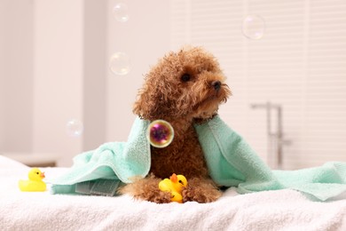 Photo of Cute Maltipoo dog wrapped in towel, rubber ducks and soap bubbles indoors. Lovely pet