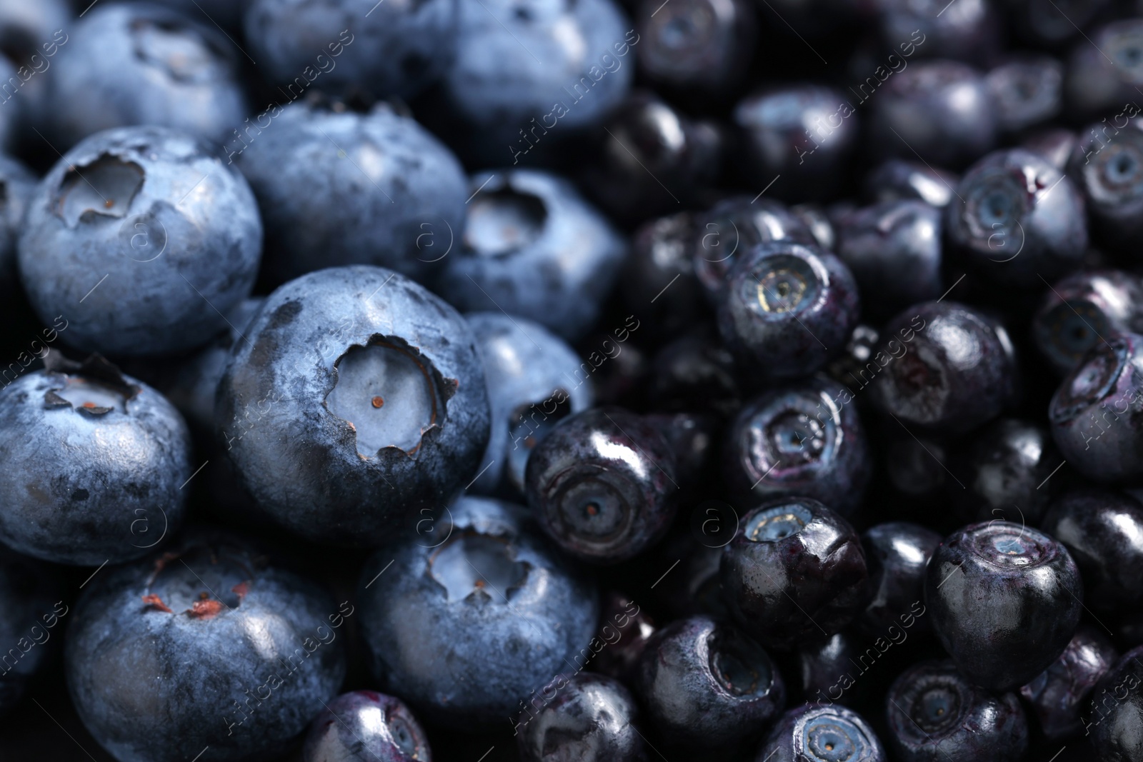 Photo of Ripe bilberries and blueberries as background, closeup