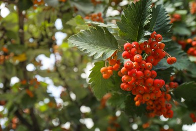 Photo of Rowan tree with many orange berries growing outdoors, closeup. Space for text