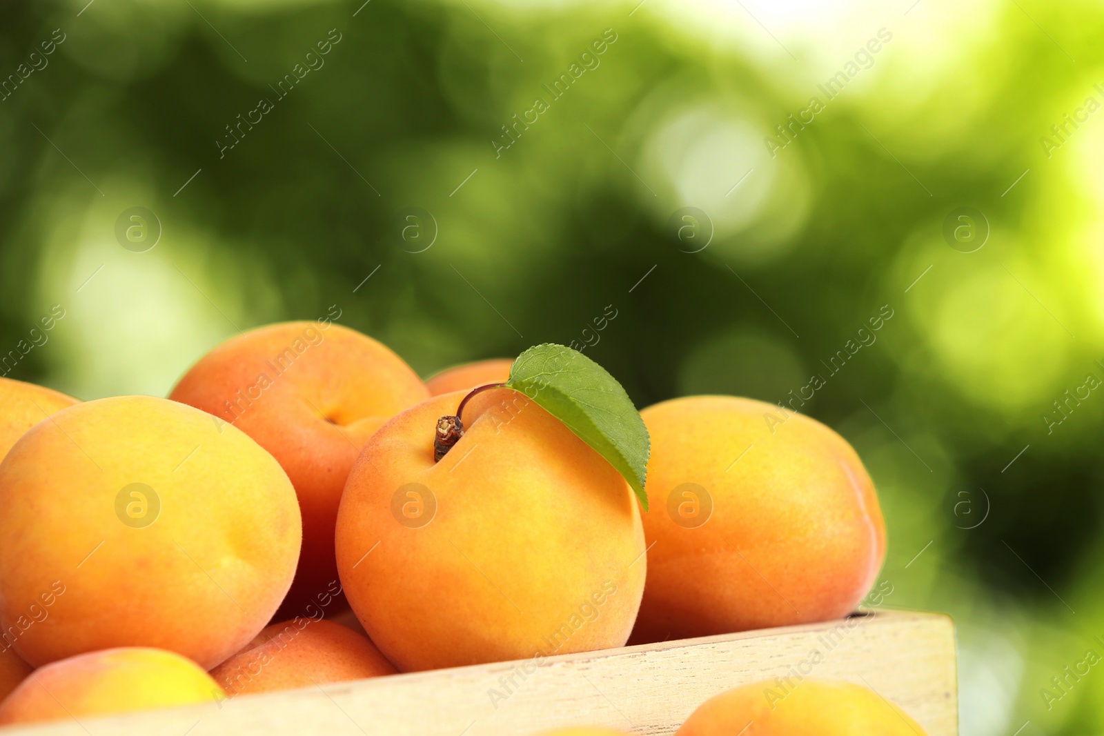 Photo of Wooden crate of delicious ripe sweet apricots against blurred background, closeup view. Space for text