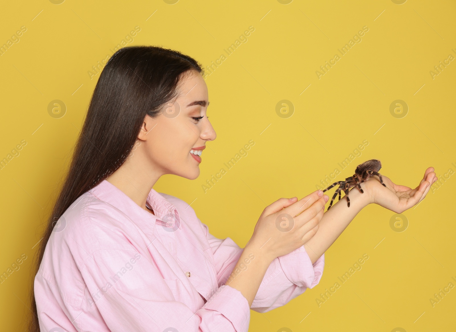 Photo of Woman holding striped knee tarantula on yellow background. Exotic pet