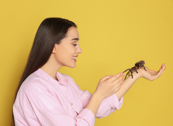 Woman holding striped knee tarantula on yellow background. Exotic pet