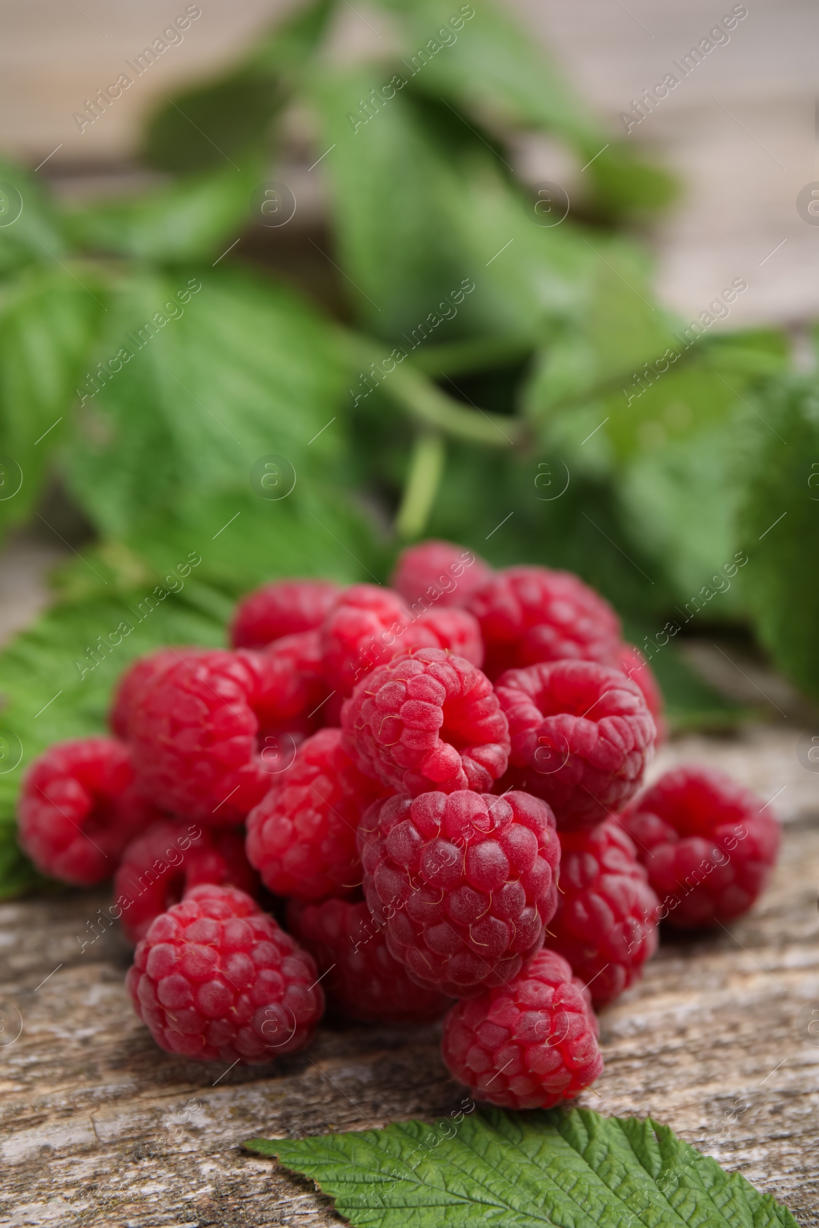 Photo of Fresh ripe raspberries and green leaves on wooden table, closeup