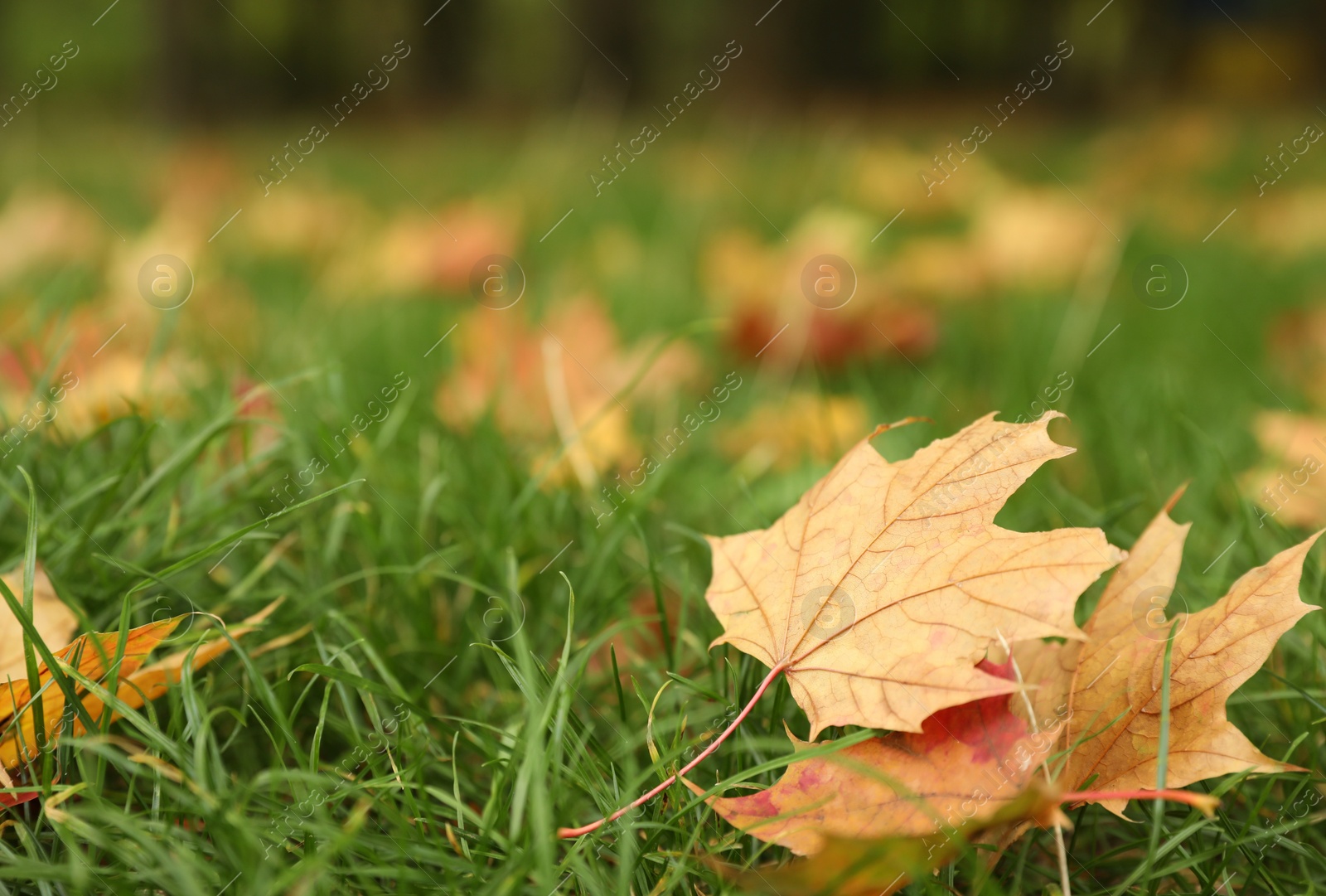 Photo of Fallen leaves on green grass in park on autumn day, closeup