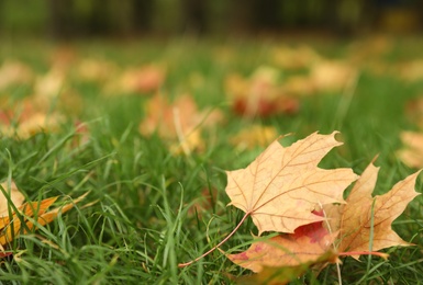 Photo of Fallen leaves on green grass in park on autumn day, closeup