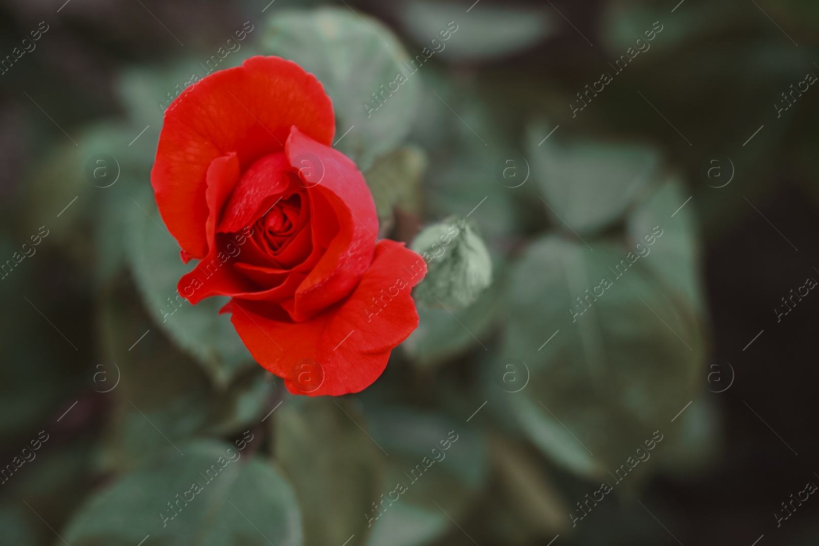 Photo of Beautiful coral rose flower blooming outdoors, closeup. Space for text