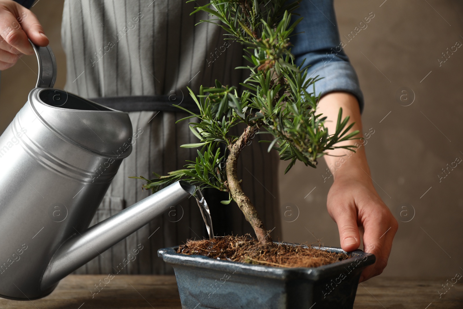 Photo of Woman watering Japanese bonsai plant, closeup. Creating zen atmosphere at home