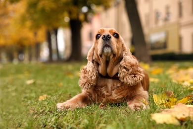 Photo of Cute Cocker Spaniel in park on autumn day