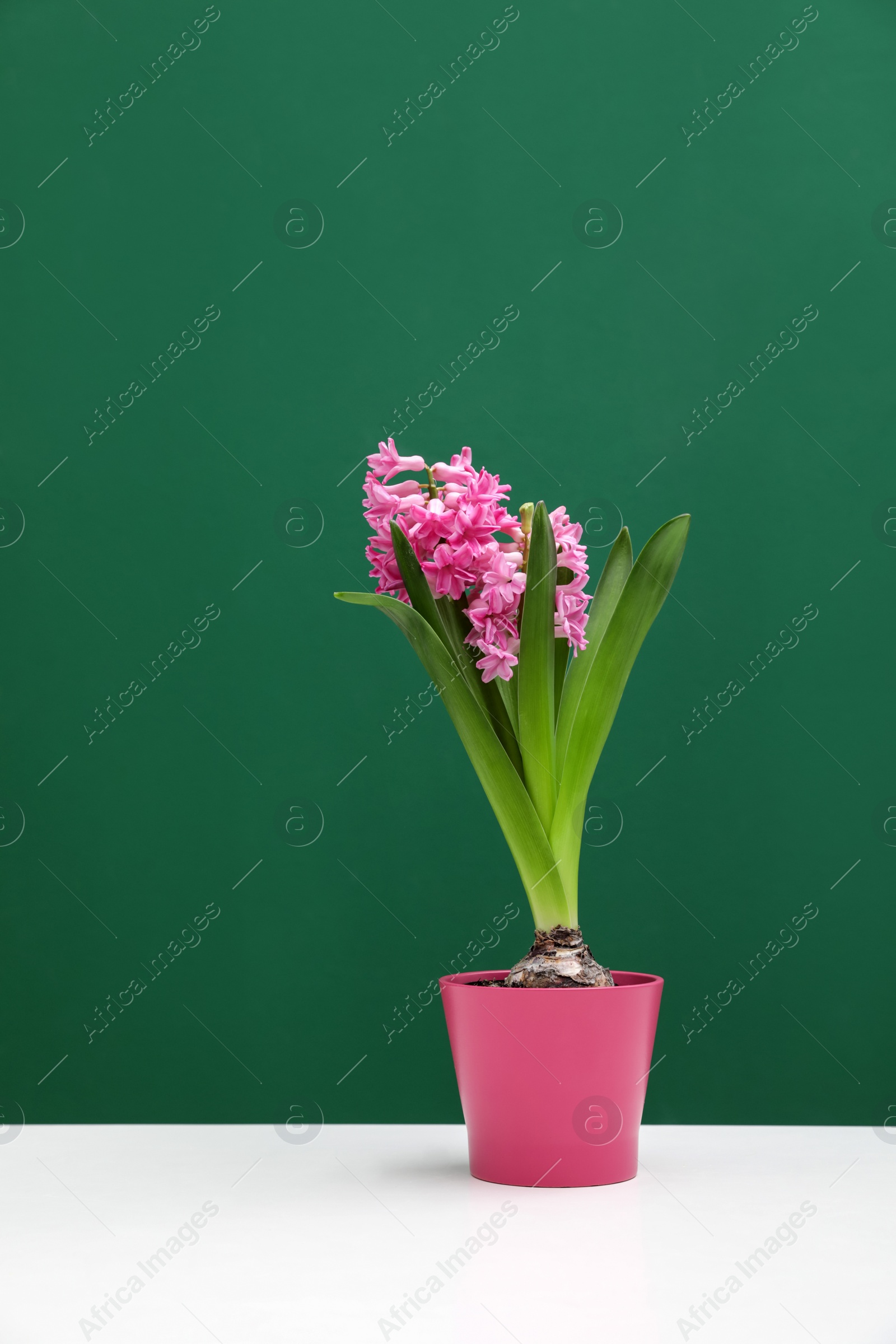 Photo of Beautiful hyacinth in pot on table against color background. Spring flower