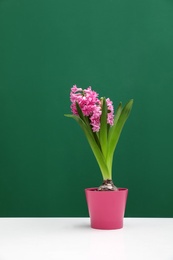 Photo of Beautiful hyacinth in pot on table against color background. Spring flower