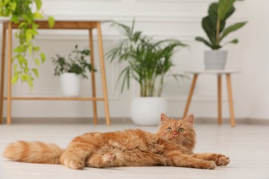Adorable cat and green houseplants at home