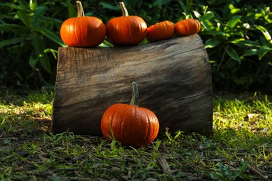 Many orange pumpkins and log on grass in garden