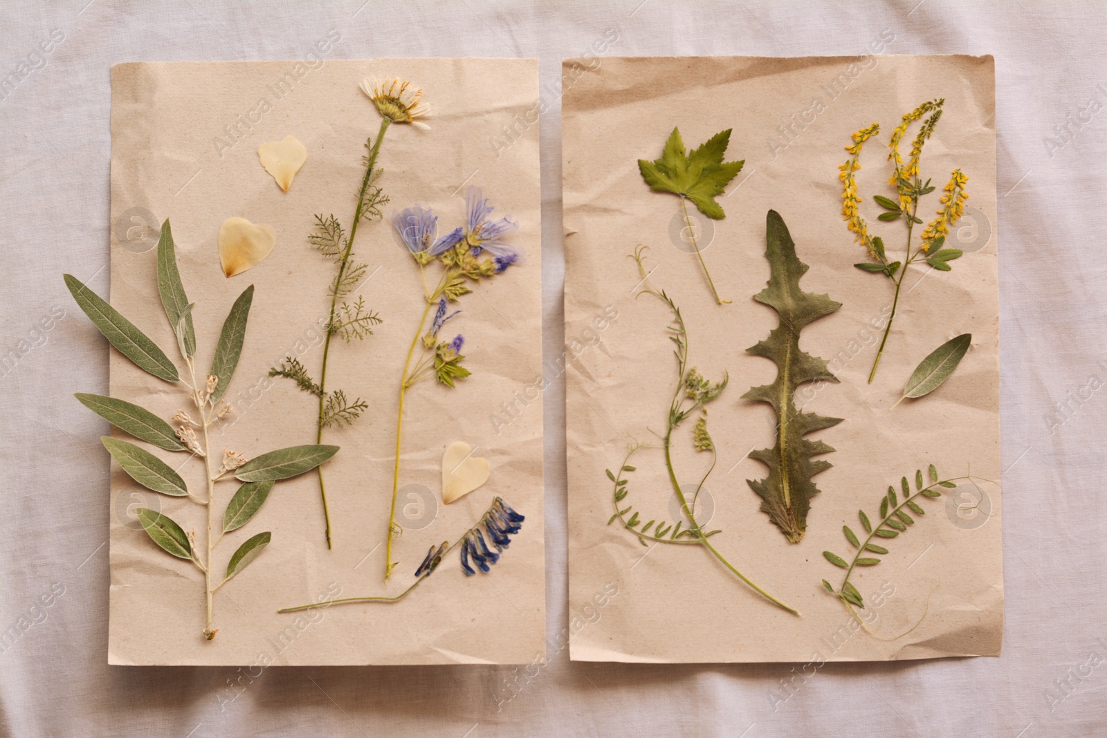 Photo of Sheets of paper with dried flowers and leaves on white fabric, flat lay