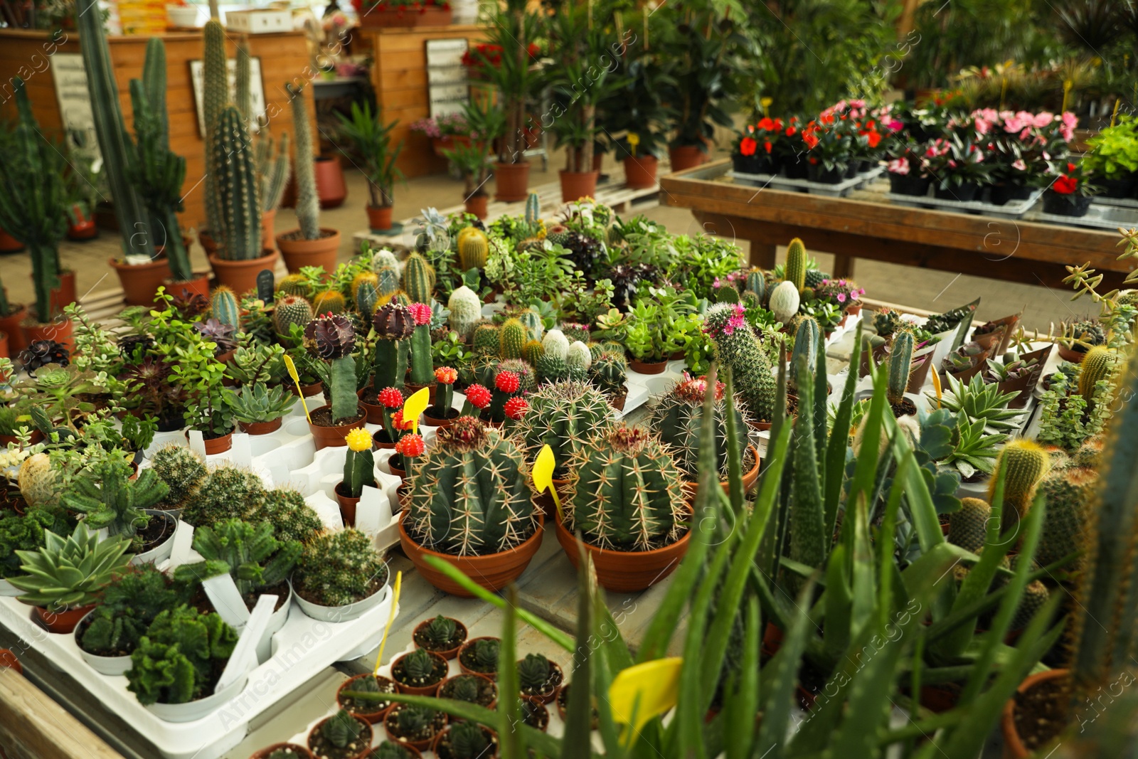 Photo of Many different cacti and succulent plants on table in garden center