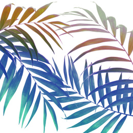 Image of Beautiful colorful tropical leaves on white background