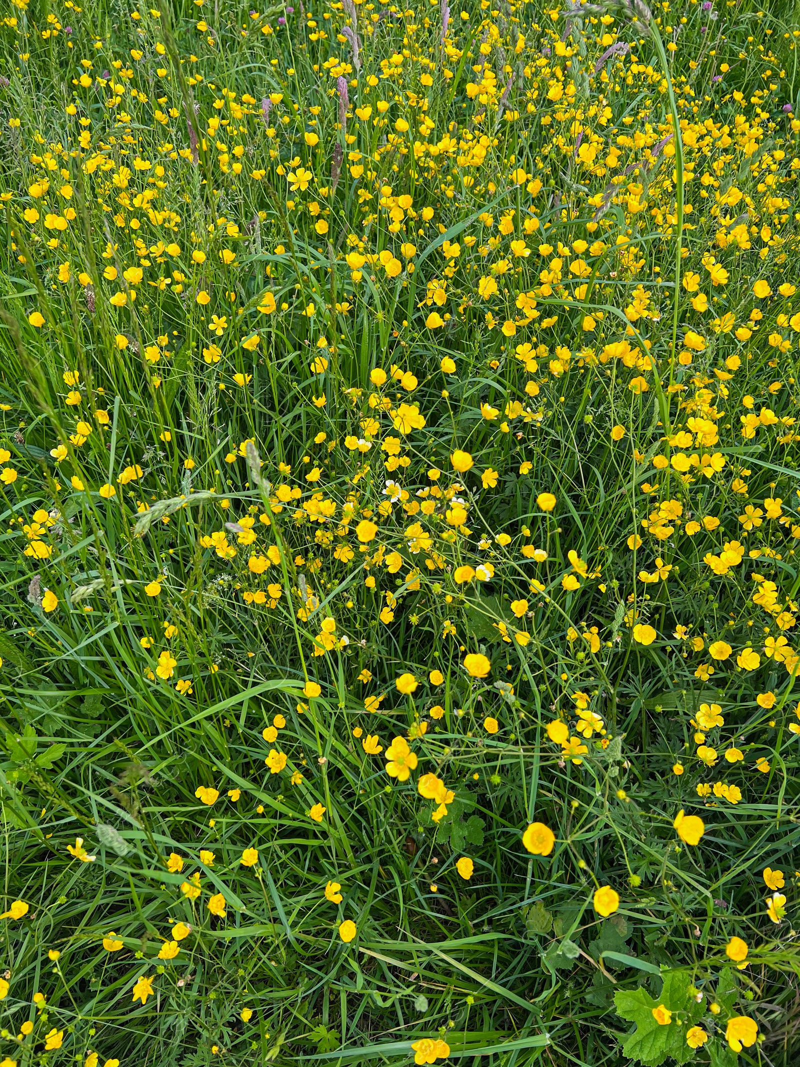 Photo of Many bright yellow buttercup flowers growing outdoors