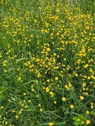 Many bright yellow buttercup flowers growing outdoors