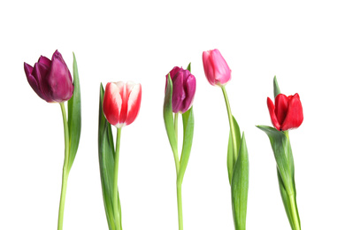 Photo of Beautiful bright spring tulips on white background