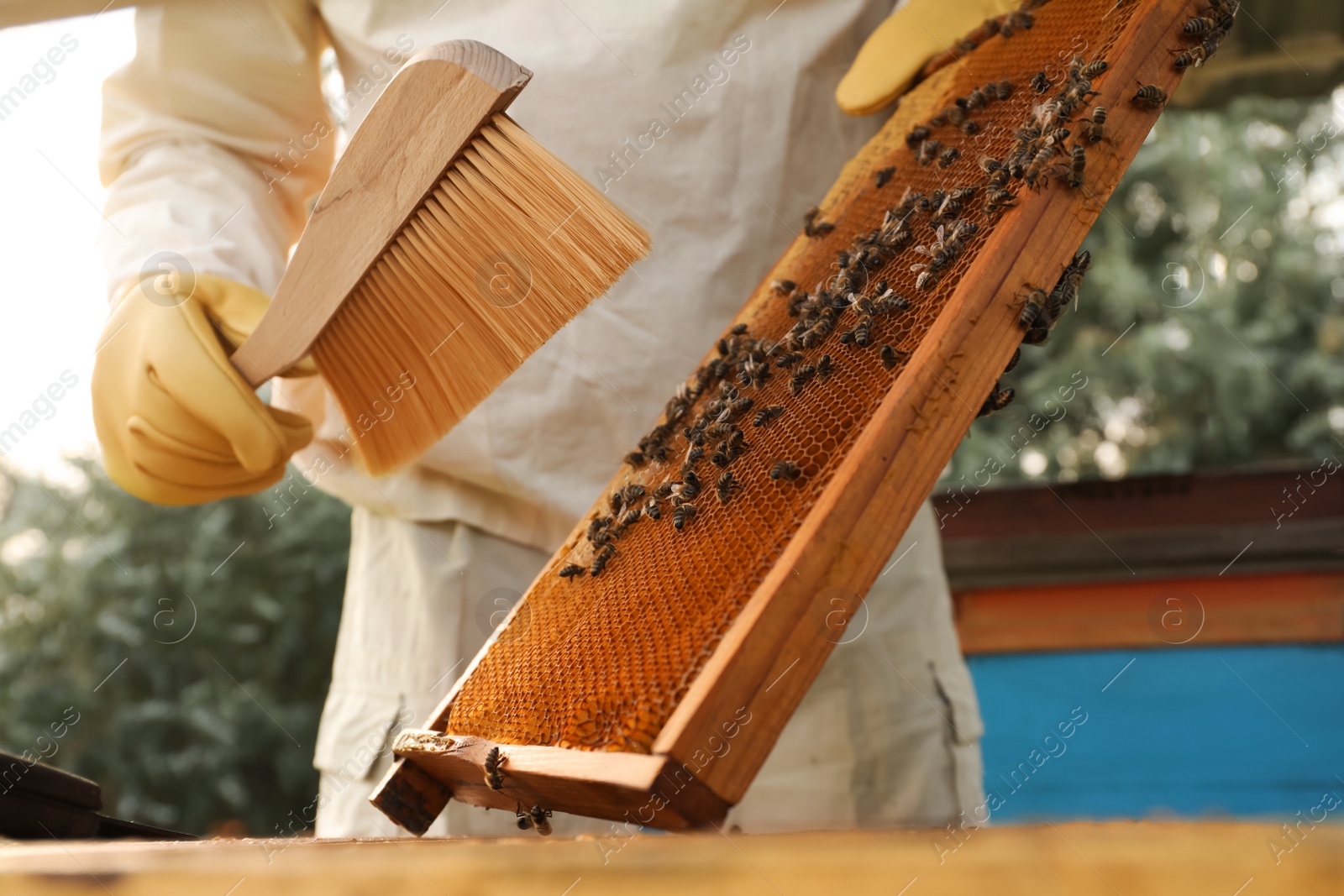 Photo of Beekeeper in uniform brushing honey frame at apiary, closeup