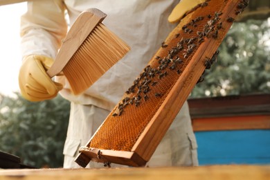 Photo of Beekeeper in uniform brushing honey frame at apiary, closeup