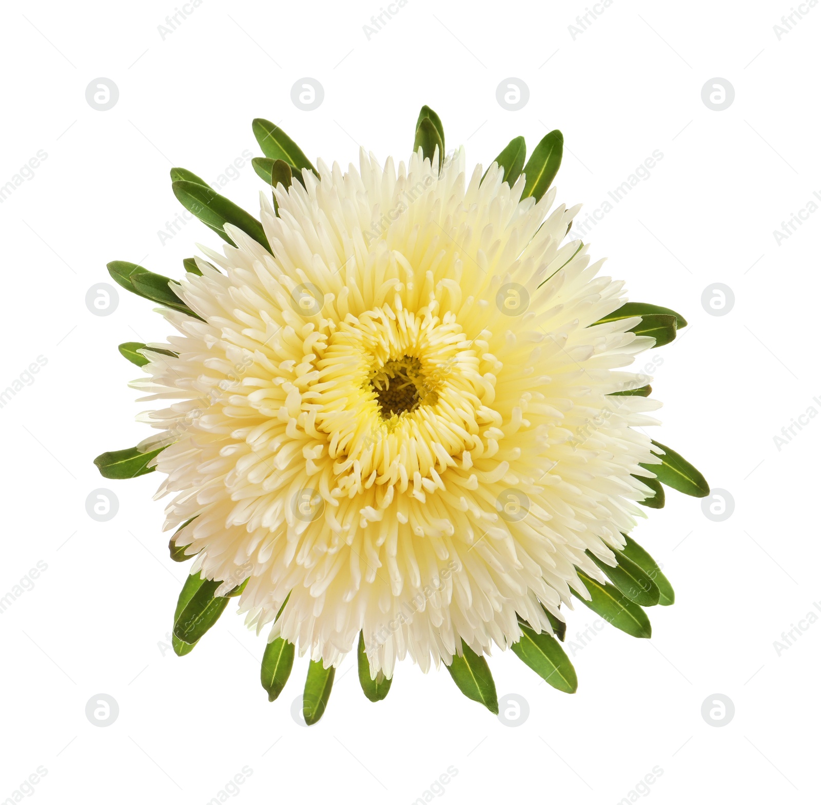 Photo of Beautiful bright aster flower on white background, top view