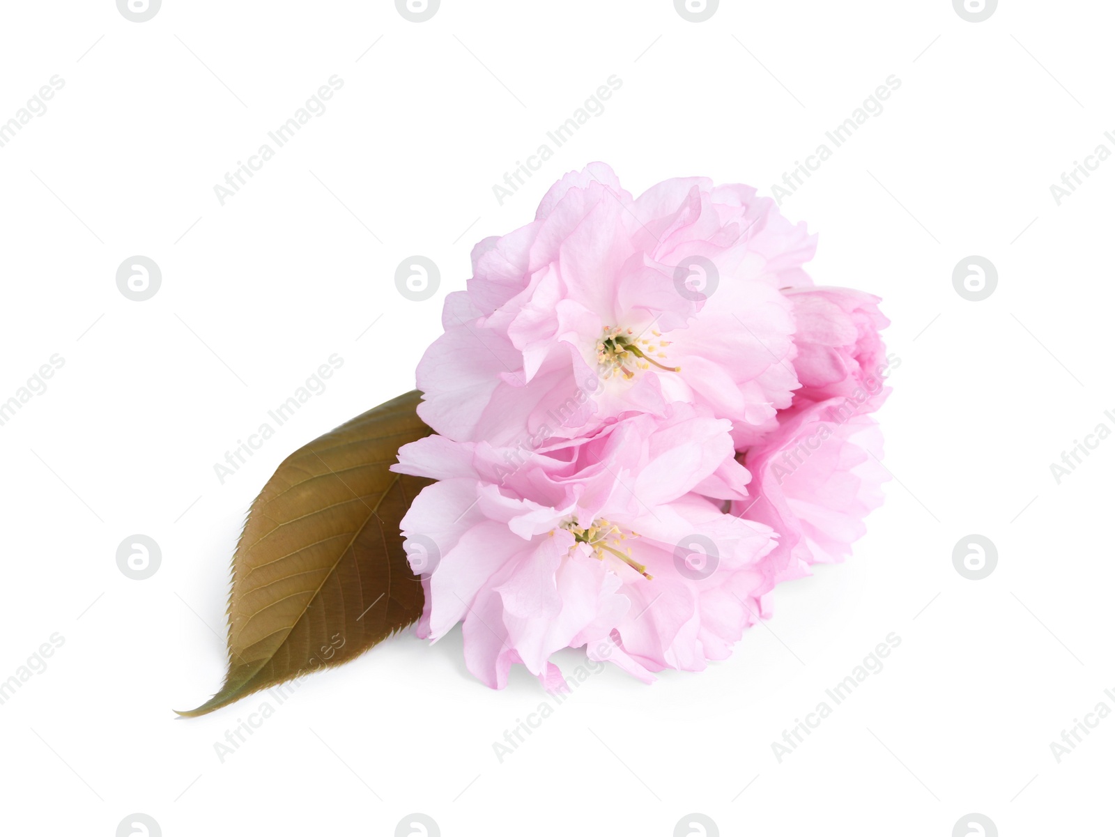 Photo of Beautiful sakura blossom isolated on white. Japanese cherry