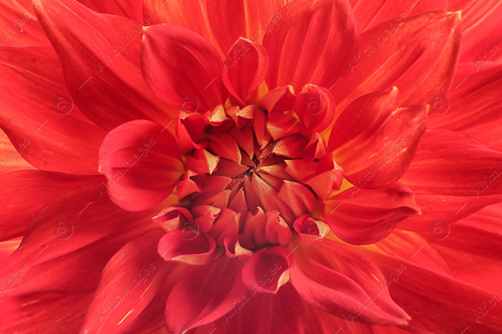 Photo of Beautiful red dahlia flower, closeup view. Floral decoration