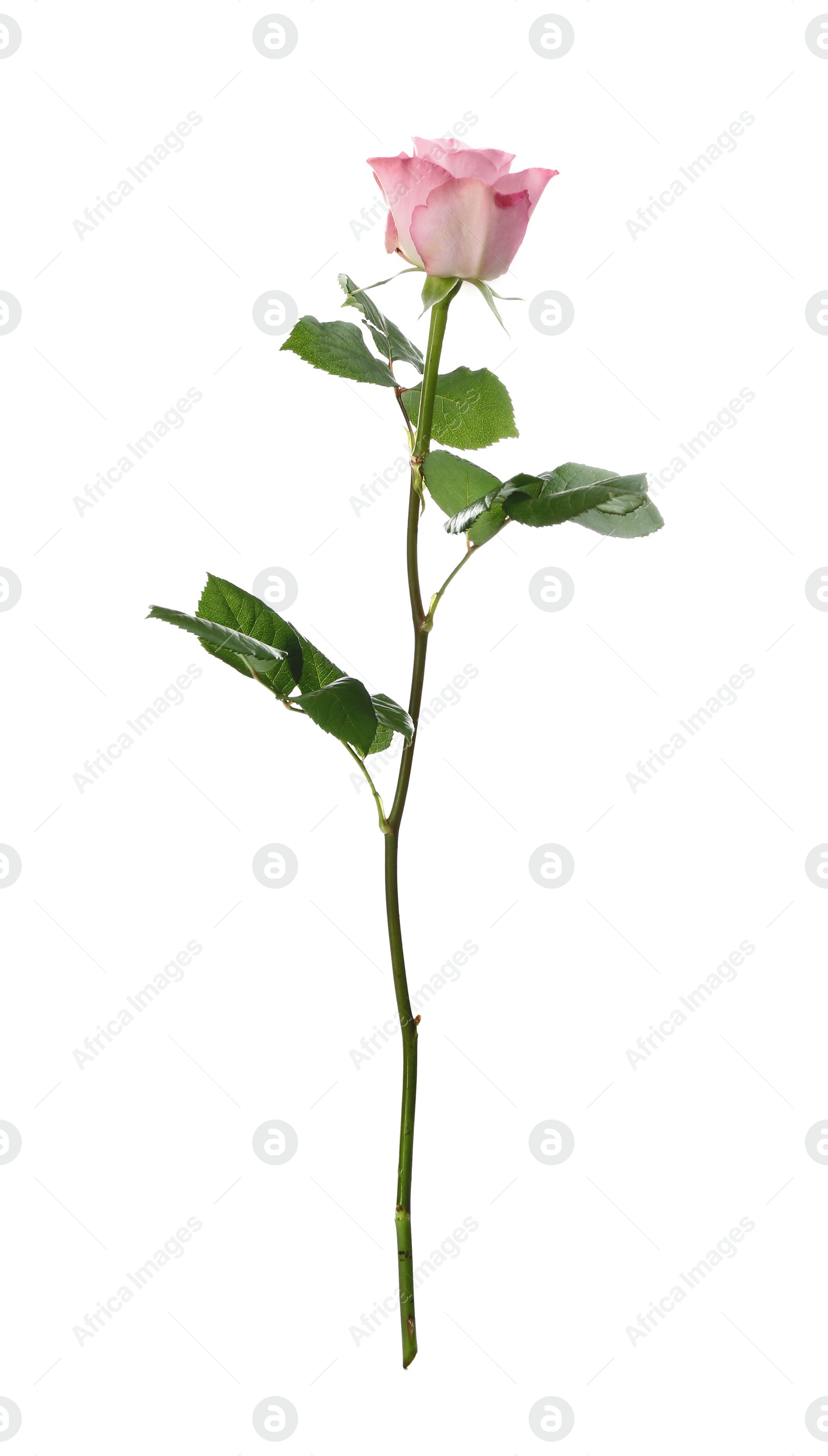 Photo of Beautiful fresh rose flower on white background