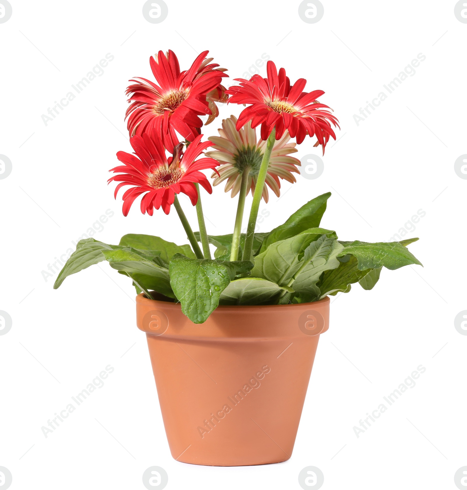 Photo of Gerbera flower in terracotta pot on white background