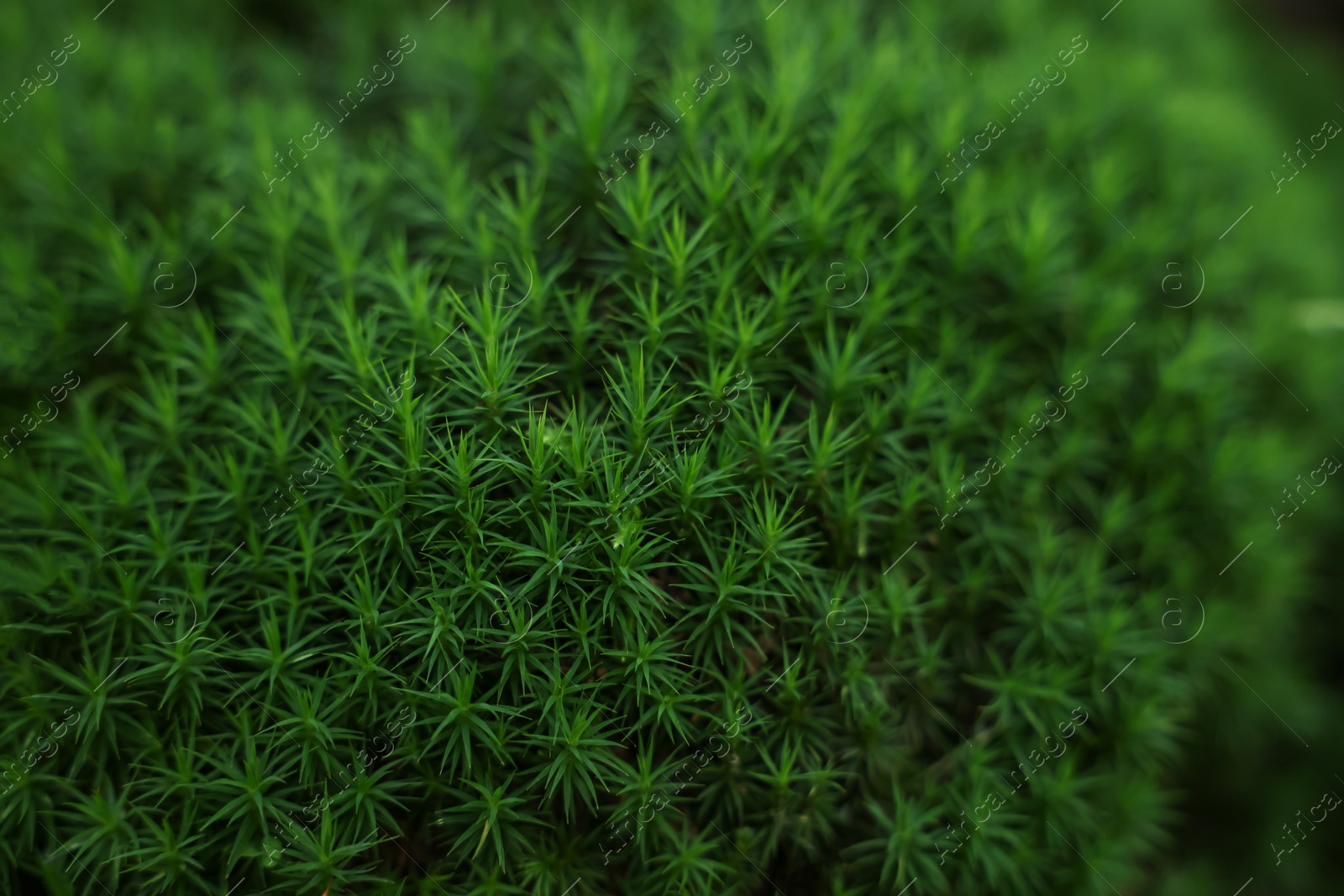 Photo of Beautiful green moss as background, closeup view