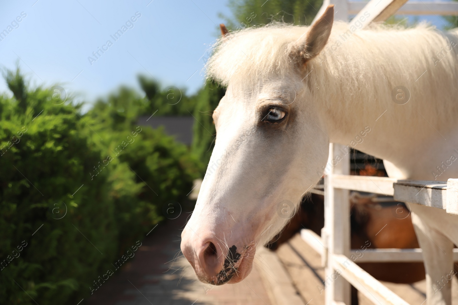 Photo of White horse in paddock on sunny day. Beautiful pet