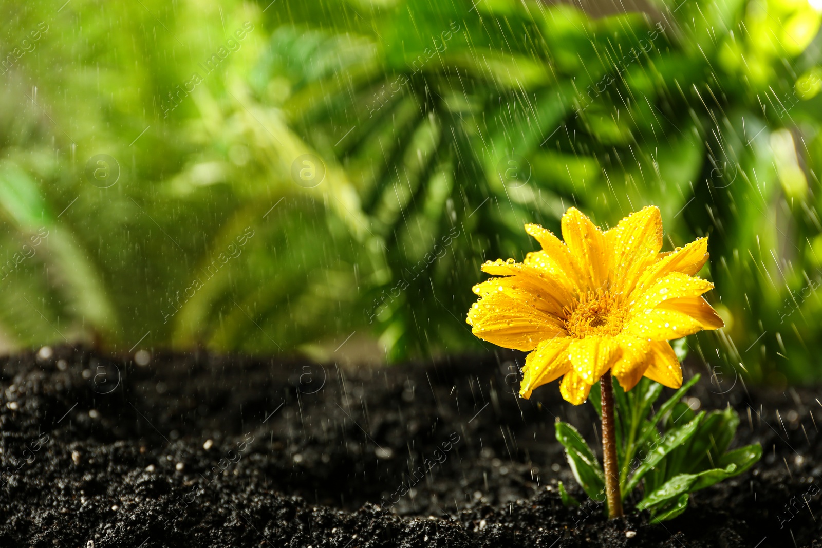 Photo of Fresh flower in fertile soil under rain, space for text