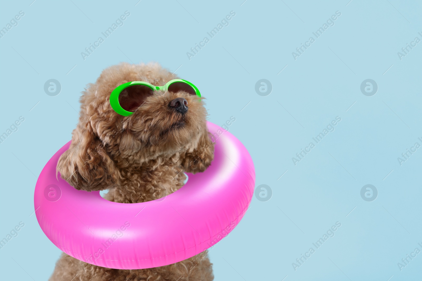 Image of Cute Maltipoo dog with stylish sunglasses and swim ring on light blue background. Space for text